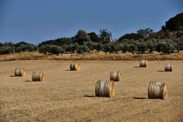 Straw bales on farmland with blue sky