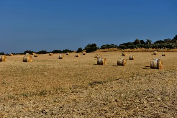 Солом'яні тюки на сільськогосподарських фермах проти блакитного неба — стокове фото
