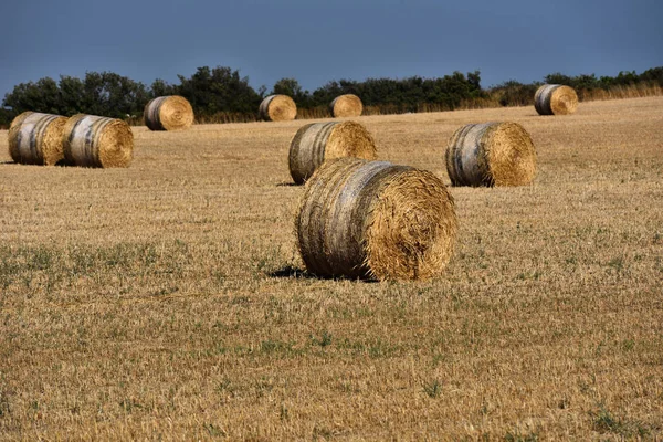 Halm balar på åkermark med blå himmel — Stockfoto