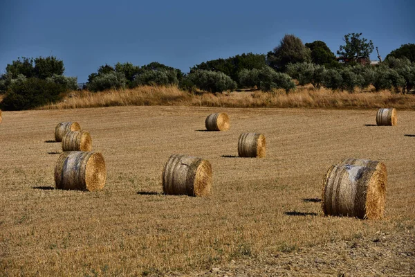 Halm balar på åkermark med blå himmel — Stockfoto