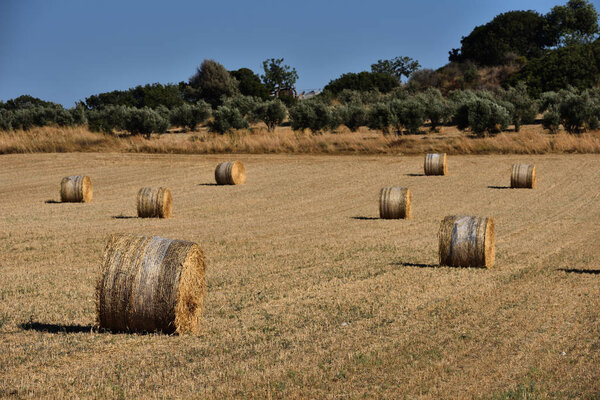 Straw bales on farmland with blue sky
