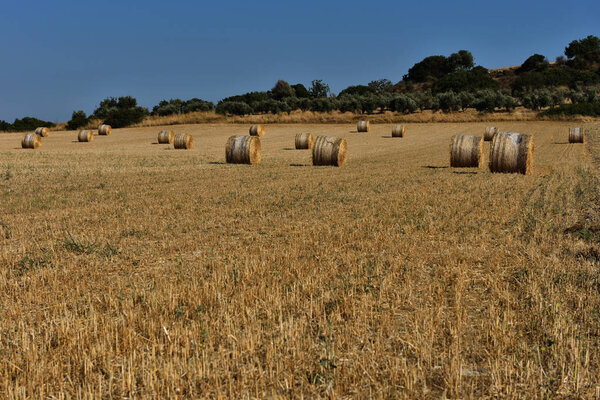 Straw bales on farmland with blue sky