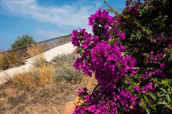 Planta mediterránea rosa púrpura — Foto de Stock