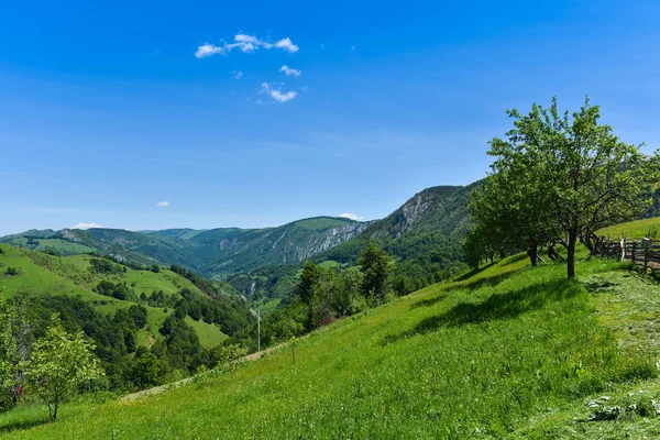 Paisaje verde vibrante — Foto de Stock