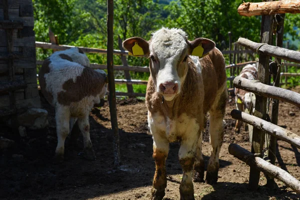 農地で牛します。 — ストック写真