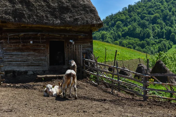 Koe in landbouwgrond — Stockfoto