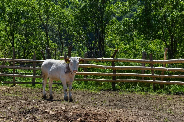 Krowa w pola uprawne — Zdjęcie stockowe