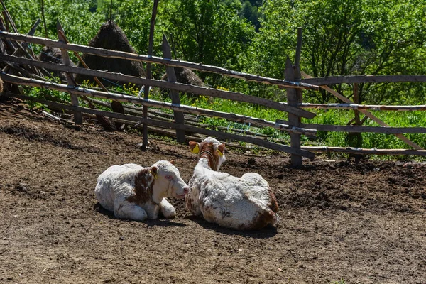 Vacca in terreni agricoli — Foto Stock