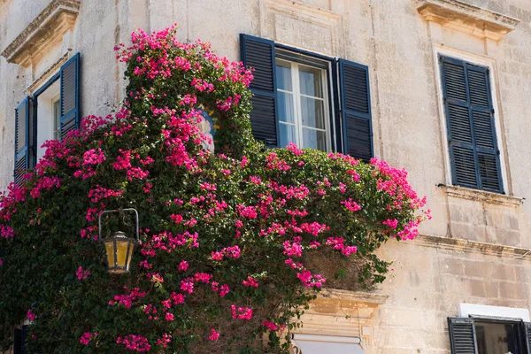 Rosa blommor hängande på ett hus — Stockfoto
