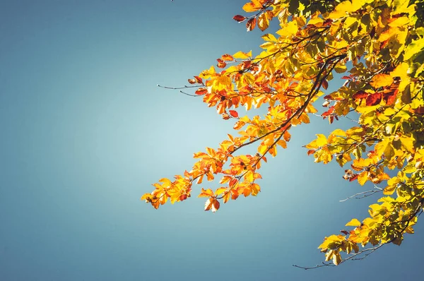 Escena de otoño con hojas anaranjadas y amarillas — Foto de Stock