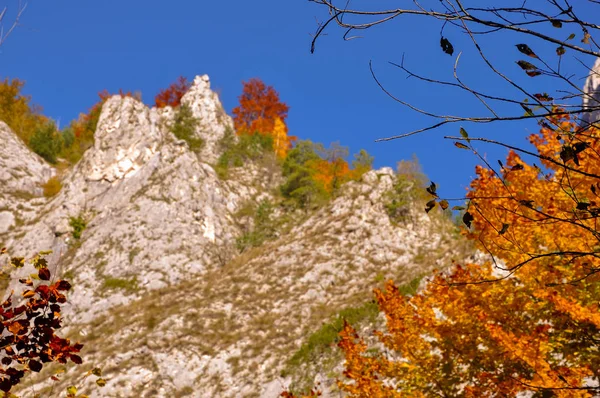 Krajobraz górski z kolorowa jesień las — Zdjęcie stockowe
