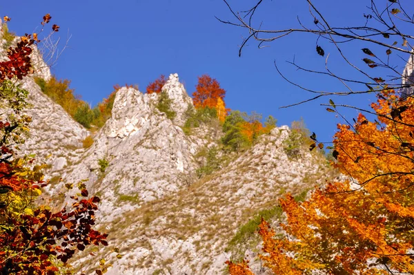 Kleurrijke herfst boslandschap in de bergen — Stockfoto