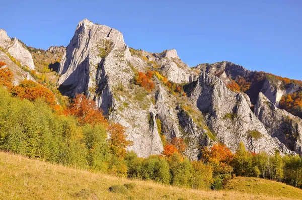 Renkli sonbahar ormanıyla manzara