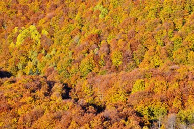Sonbahar orman gölgelik arka plan