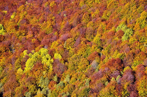 Foresta autunnale colorata — Foto Stock