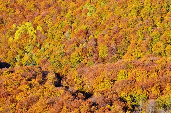Autunno foresta baldacchino sfondo — Foto Stock