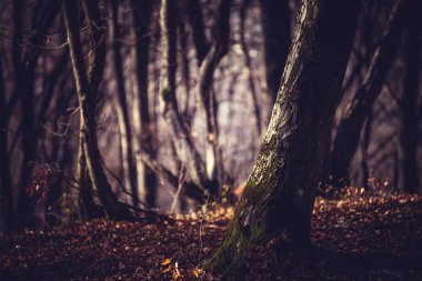 Karanlık bir sonbahar orman puslu sabah