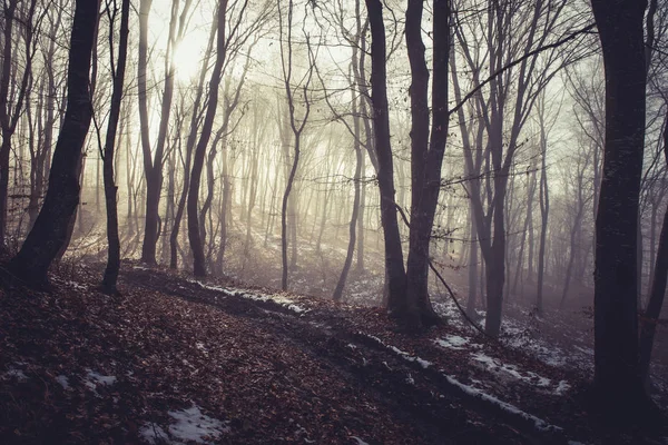 Nebliger Morgen in einem dunklen Herbstwald — Stockfoto