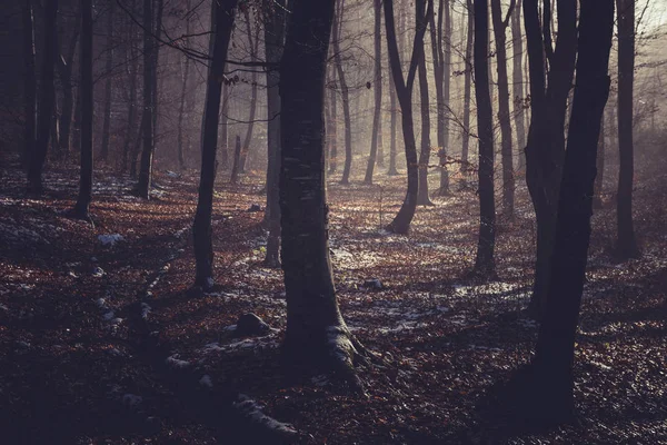 Misty morning in a dark autumn forest — Stock Photo, Image