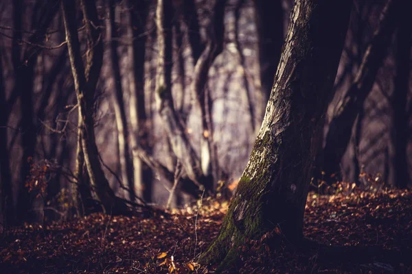 Mañana brumosa en un oscuro bosque otoñal —  Fotos de Stock