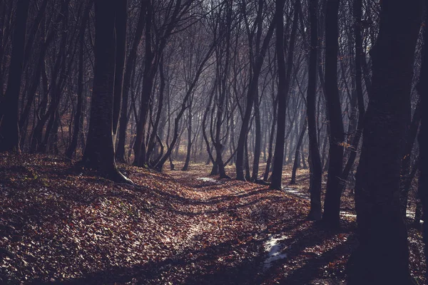 Misty morning in a dark autumn forest — Stock Photo, Image