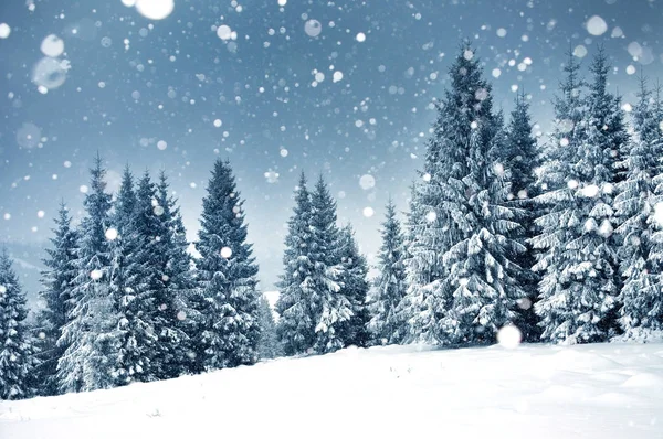 Weihnachten Hintergrund mit schneebedeckten Tannen — Stockfoto