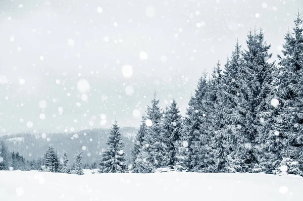 モミの木の山で雪と霧氷で覆われています。 — ストック写真
