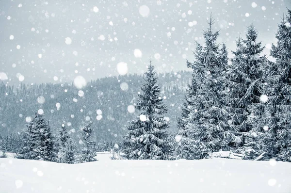モミの木と雪の結晶クリスマス冬カード — ストック写真