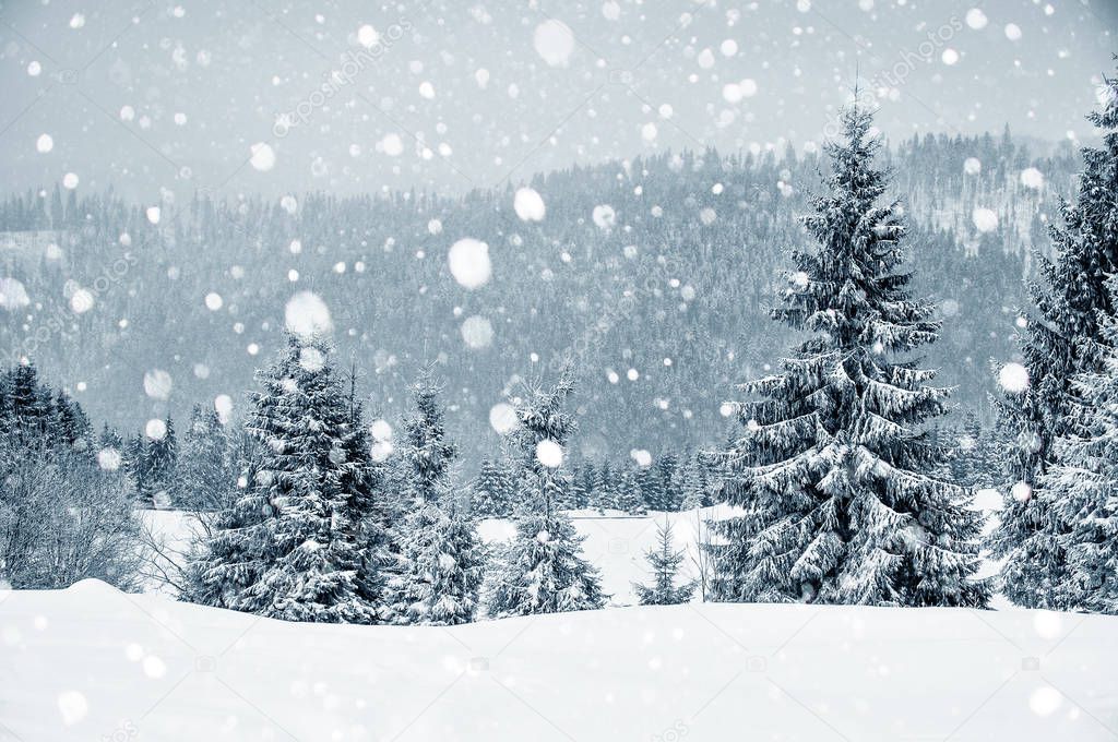 Winter wonderland with fir trees. Christmas greetings