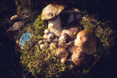 Yenilebilir mantar ve moss