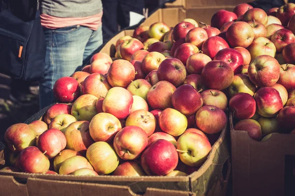 Świeżo zebranych ekologicznych jabłek na rynku — Zdjęcie stockowe