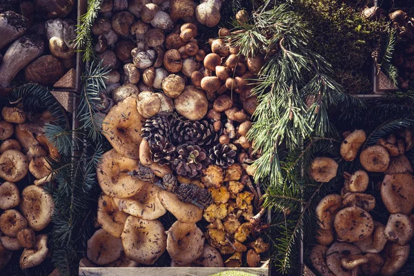 Funghi commestibili in una scatola di legno — Foto Stock
