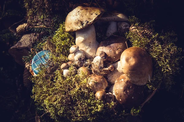 Yenilebilir mantar ve moss