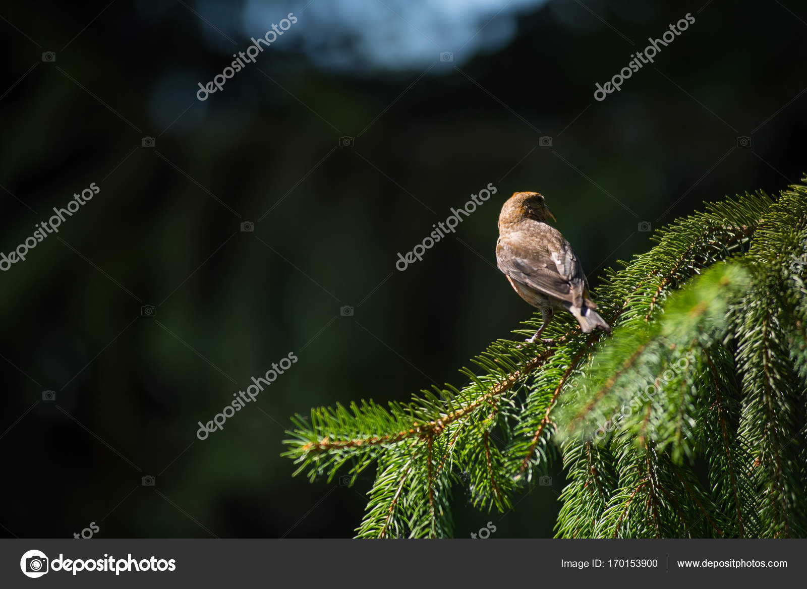 Rouge Bec Croisé Des Sapins Loxia Curvirostra Une Espèce