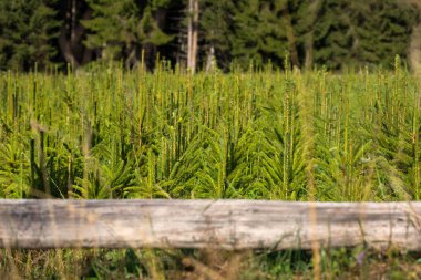 Köknar ağacı kreş, büyüyen genç Ladin