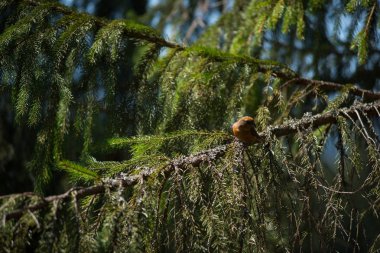 Kırmızı çaprazgaga (Loxia curvirostra) ötücü bir kuş türü