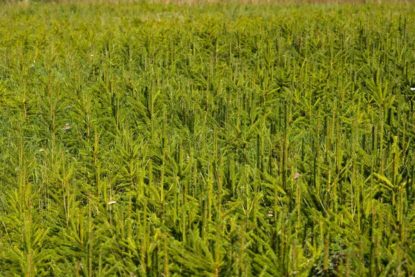 Vivero de abeto, picea joven creciendo — Foto de Stock