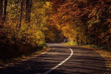 sonbahar orman yolu