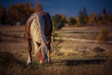 Alpine mera üzerinde otlatma at