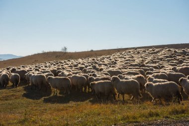 Otlakta otlayan koyun sürüsü