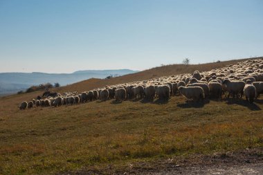 Otlakta otlayan koyun sürüsü