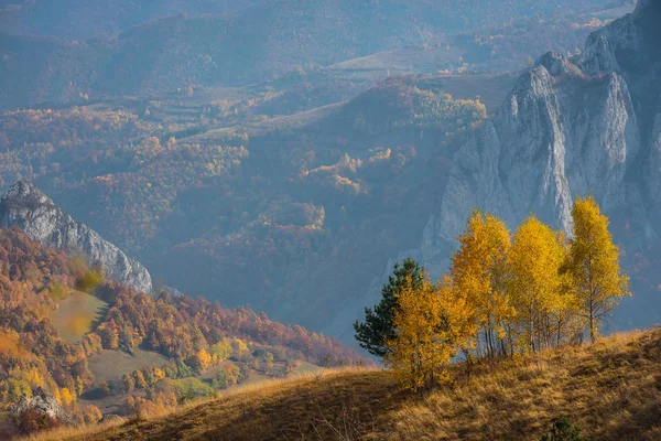 Mountain autumn landscape with yellow birch trees — Stock Photo, Image