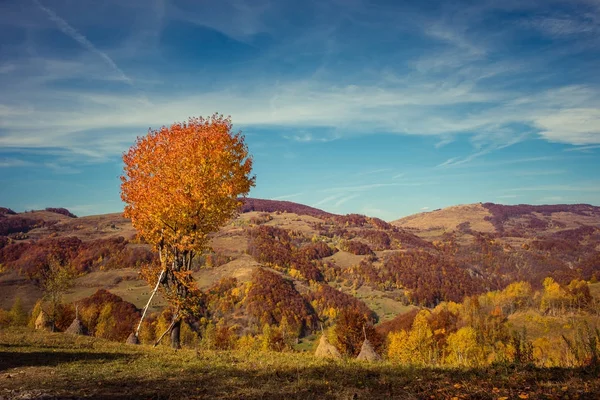 Montagna paesaggio autunnale con foresta colorata — Foto Stock