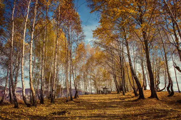 与黄白桦树山秋天风景 — 图库照片
