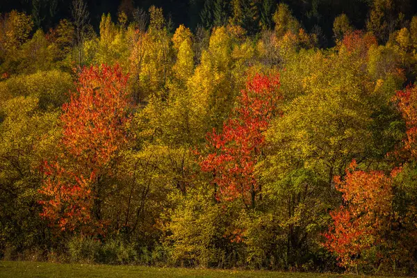 Renkli ormanlı dağ sonbahar manzarası — Stok fotoğraf