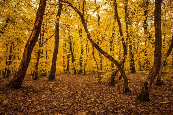 Paysage d'automne avec forêt jaune — Photo