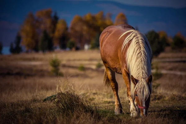 Пасовище коня на гірському пасовищі — стокове фото