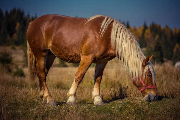 Betande häst på fäboden — Stockfoto