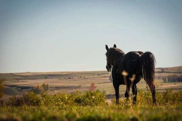 Пасовище коня на гірському пасовищі — стокове фото
