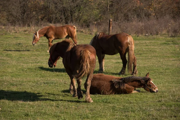 Stado koni wypasanych na pastwiskach — Zdjęcie stockowe